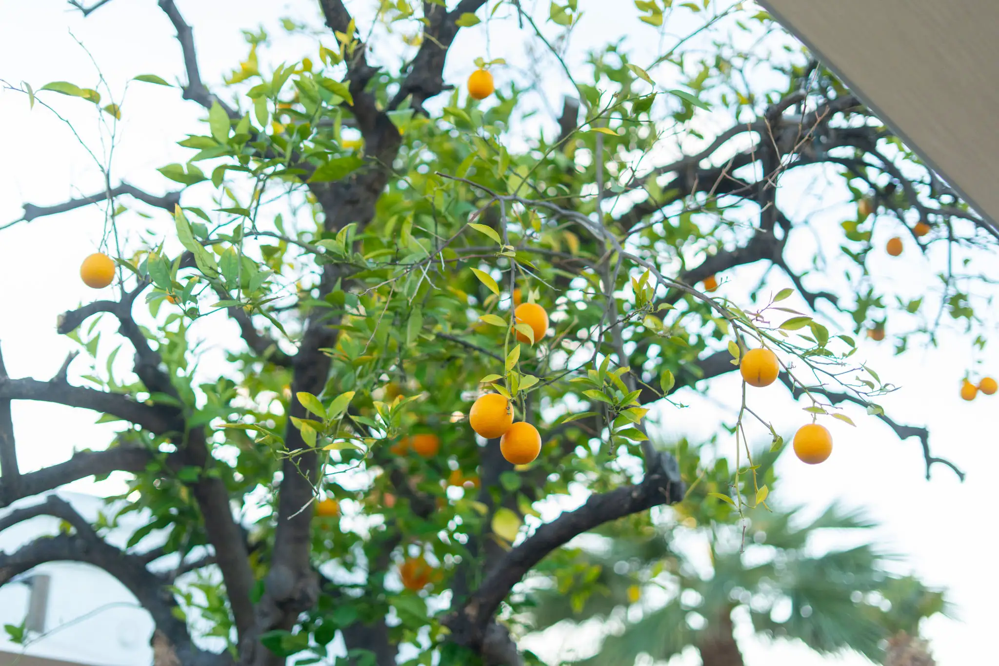 An overhead view of a citrus tree with dark, gnarled branches, vibrant green leaves, and several ripe oranges hanging against a bright white sky.